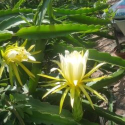 Homesteading