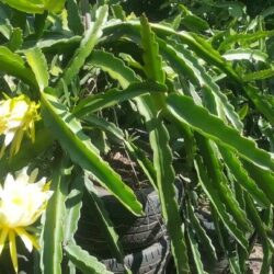 Dragon Fruit Seedlings